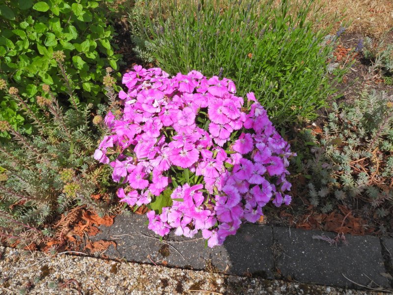 Dianthus 3.JPG