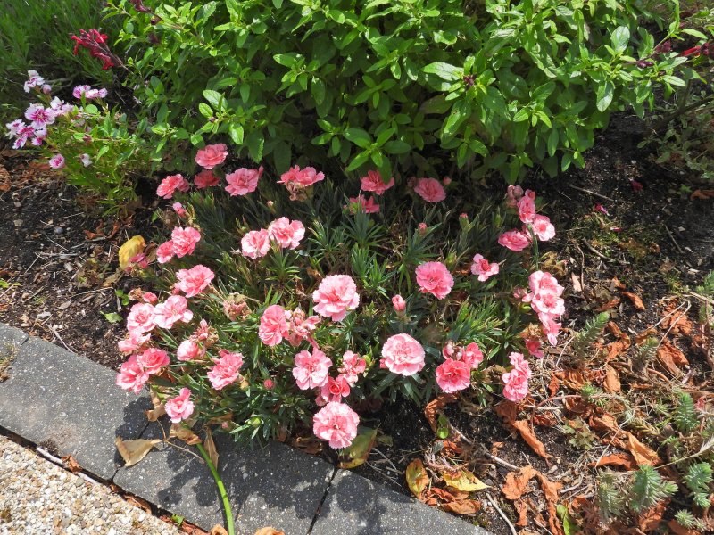 Dianthus 4.JPG