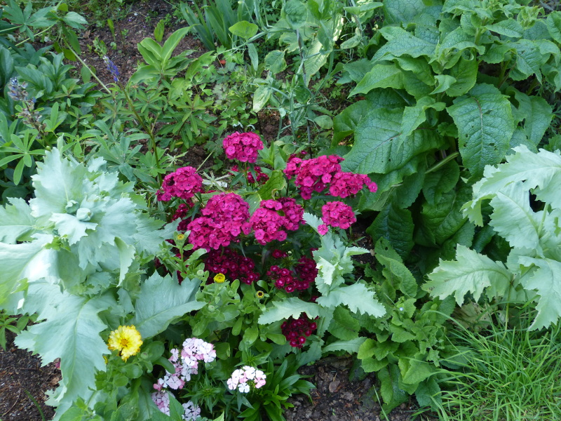 Dianthus barbatus 2017.JPG