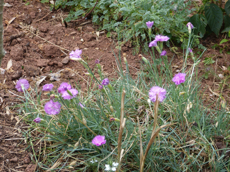 Dianthus.JPG