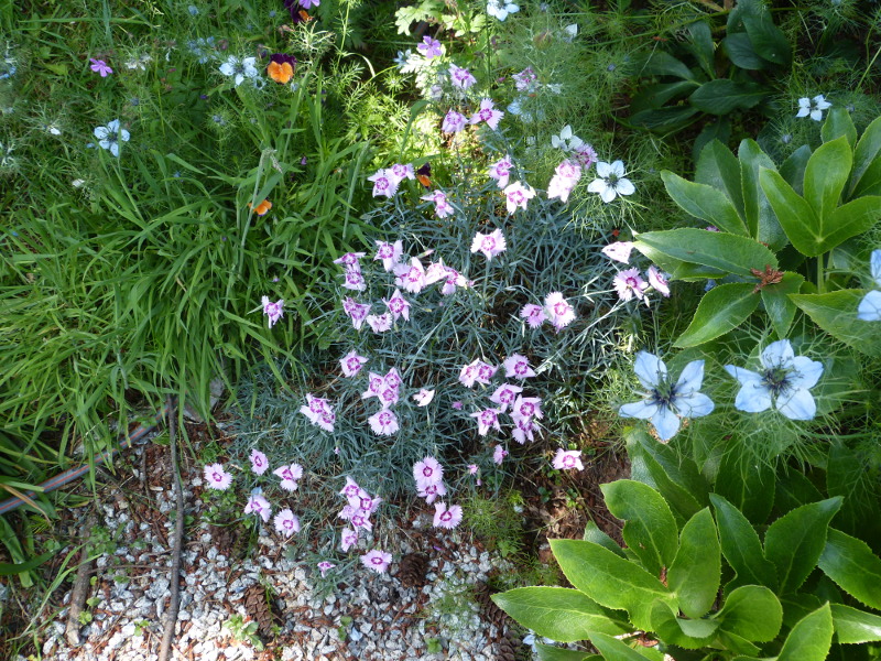Dianthus Rainbow Loveliness.JPG