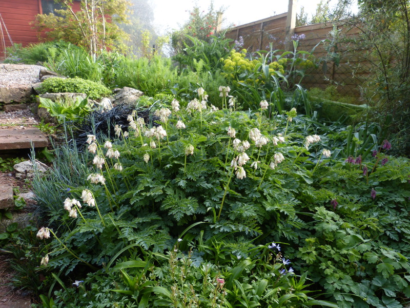 Dicentra exima Alba 1.JPG