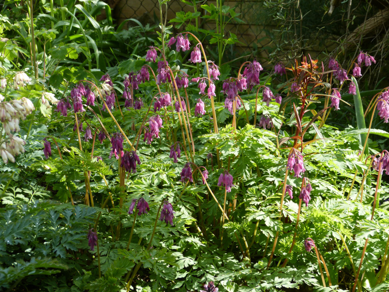 Dicentra exima.JPG
