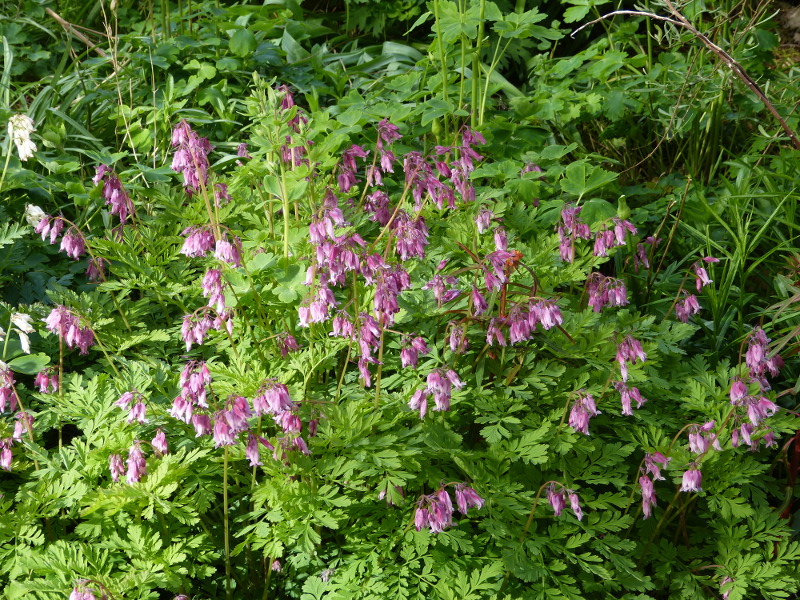Dicentra formosa.JPG