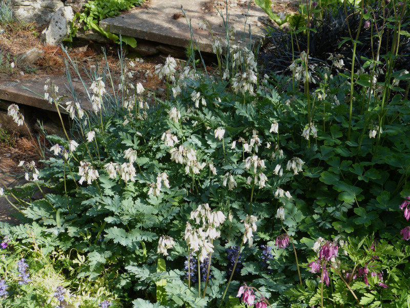Dicentra formosa.JPG