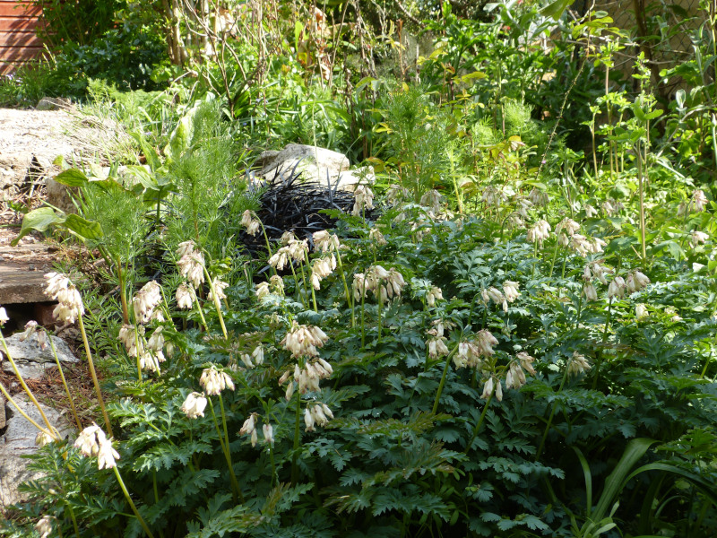 Dicentra formosa.JPG