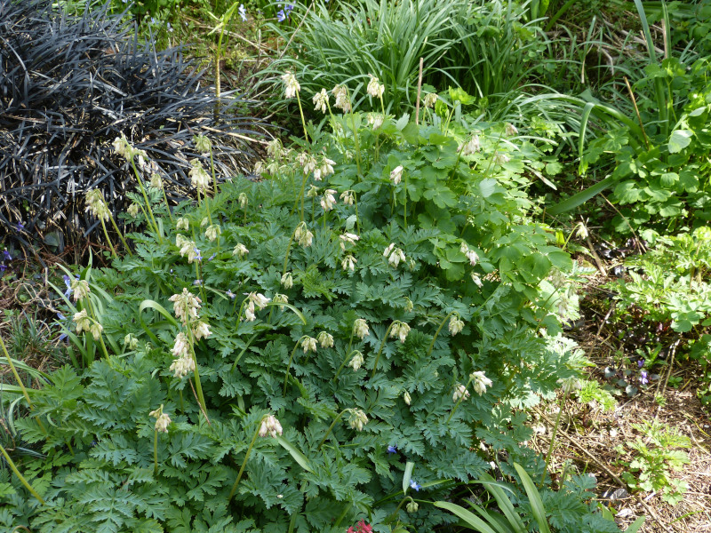 Dicentra formosa Langtrees.JPG
