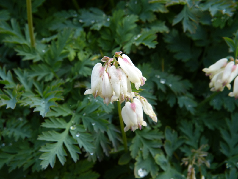 Dicentra formosa Macro.JPG