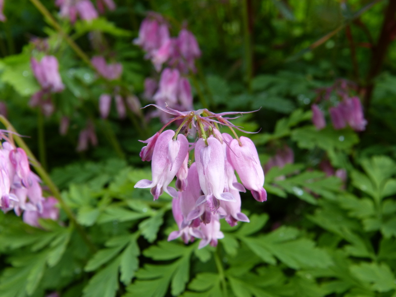 Dicentra formosa macro.JPG