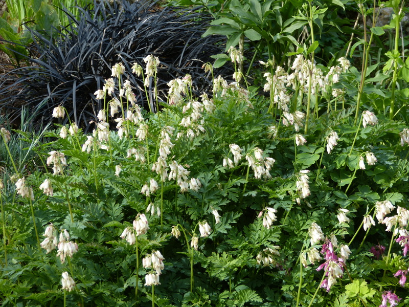 Dicentra formosa oregana.JPG