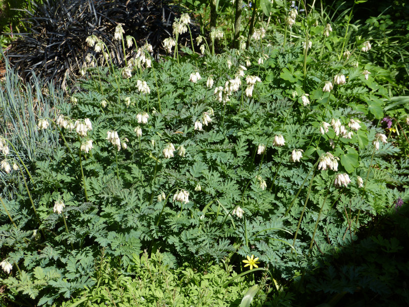 Dicentra formosa oregana.JPG