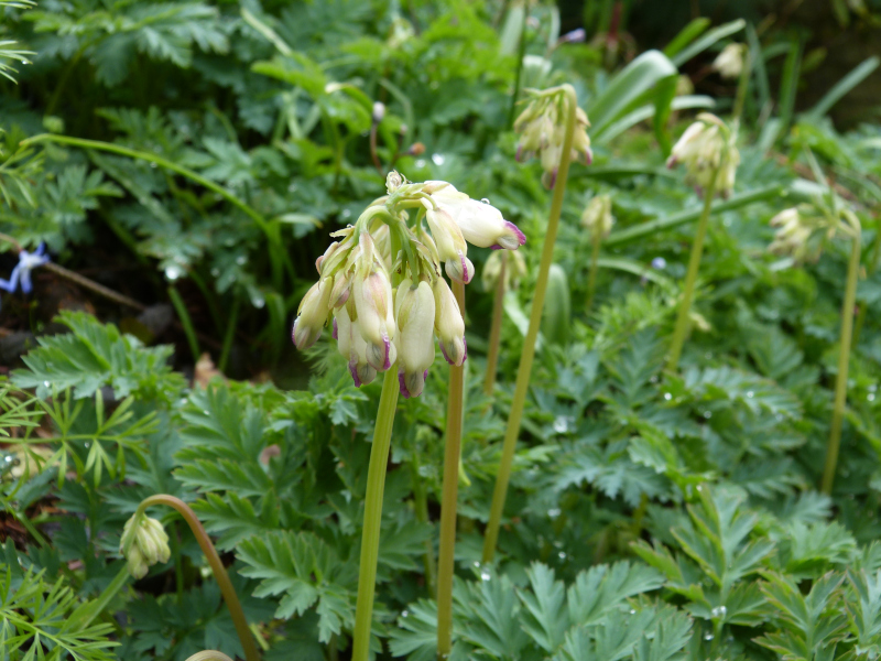 Dicentra formosa oregana Langtrees.JPG
