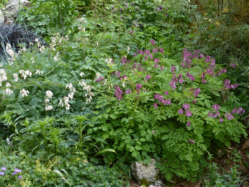 Dicentra.JPG
