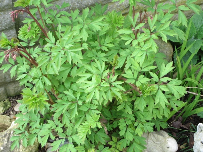 dicentra1.jpg