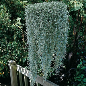 Dichondra_Silver_Falls_2013.jpg