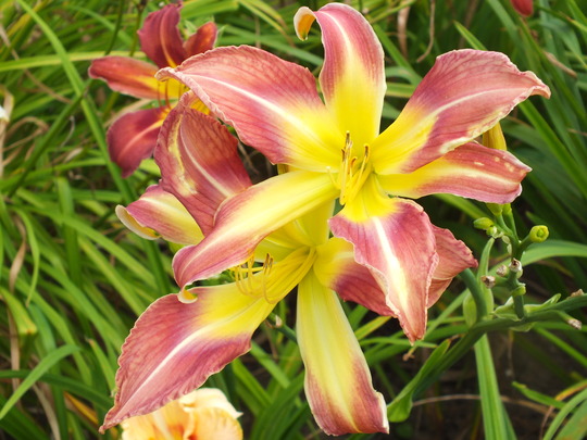 dick kitchingman.jpg