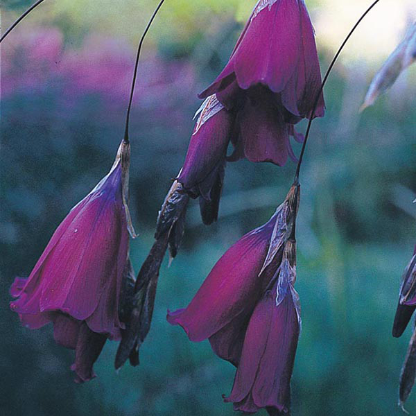Dierama.jpg2.jpg