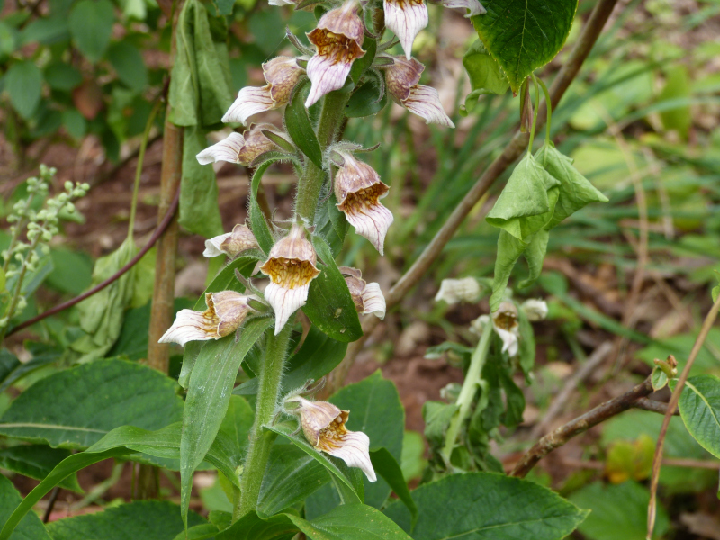Digitalis 2.JPG