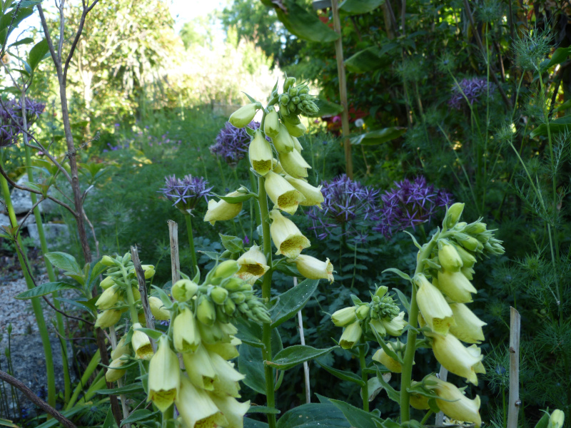 digitalis ciliata.JPG