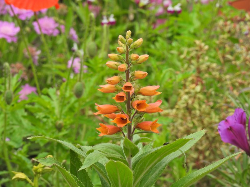 Digitalis Firecracker.JPG