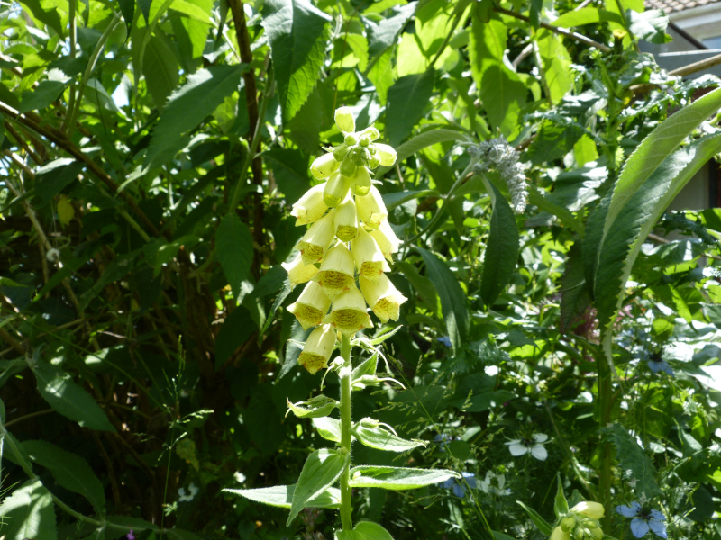 Digitalis grandiflora.JPG