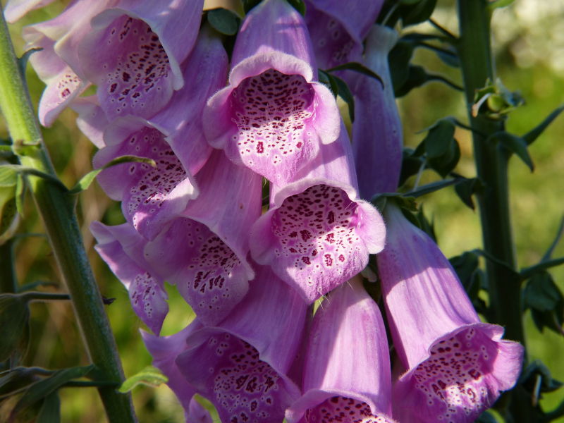 Digitalis.JPG