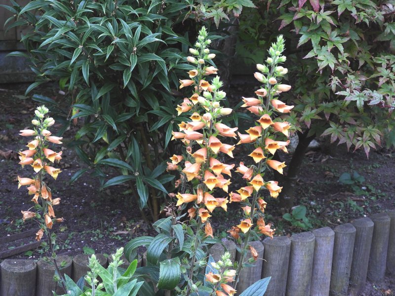Digitalis.jpg