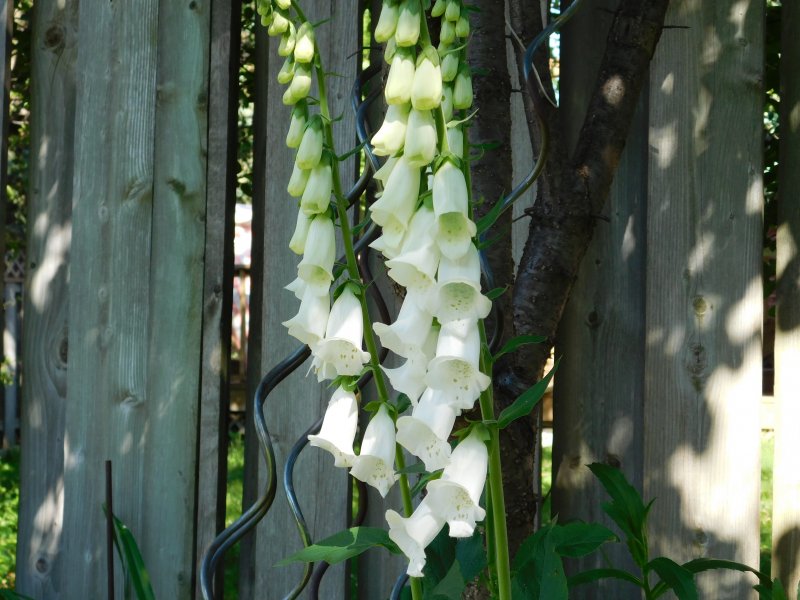 Digitalis.JPG