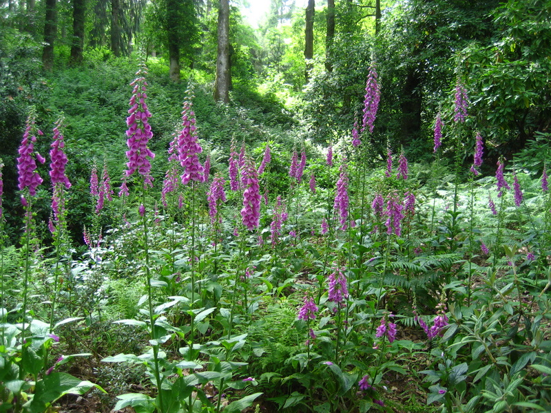 DIGITALIS  PURPUREA 30-06-2008 15-52-05.JPG