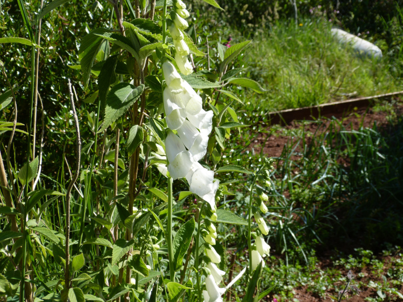 Digitalis purpurea Alba.JPG