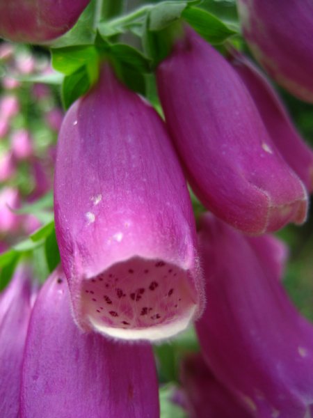 DIGITALIS  PURPUREA  FOXGLOVE 30-Jun-08 3-52-27 PM.JPG