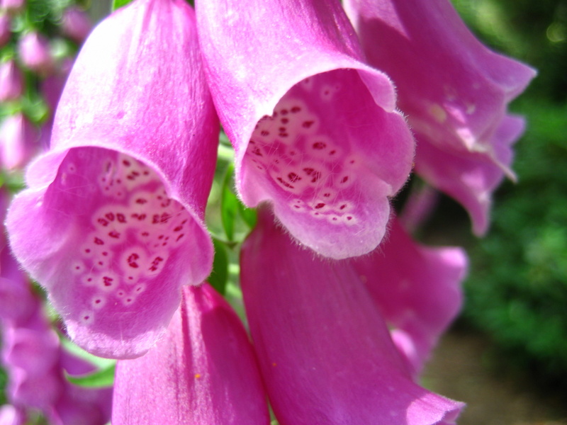DIGITALIS  PURPUREA  FOXGLOVE 30-Jun-08 3-52-33 PM.JPG