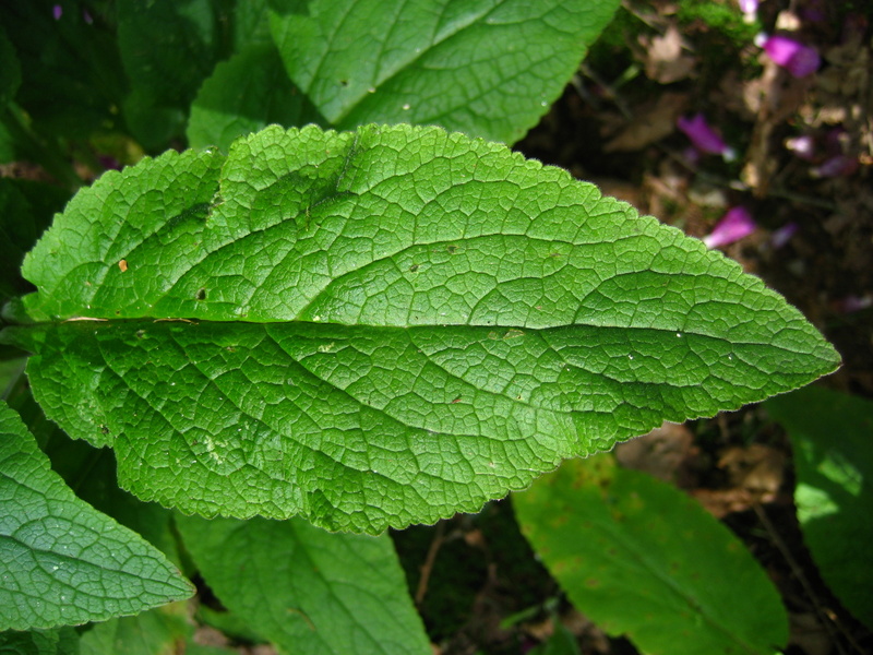 DIGITALIS  PURPUREA  FOXGLOVE 30-Jun-08 3-52-56 PM.JPG