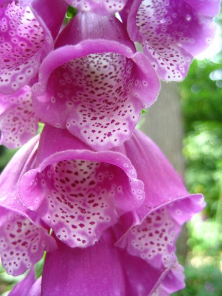 DIGITALIS  PURPUREA  FOXGLOVE 30-Jun-08 3-55-23 PM.JPG