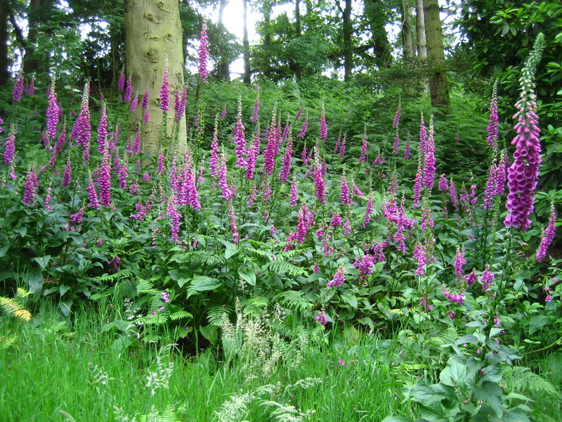 DIGITALIS  PURPUREA  FOXGLOVE 30-Jun-08 4-06-07 PM.JPG