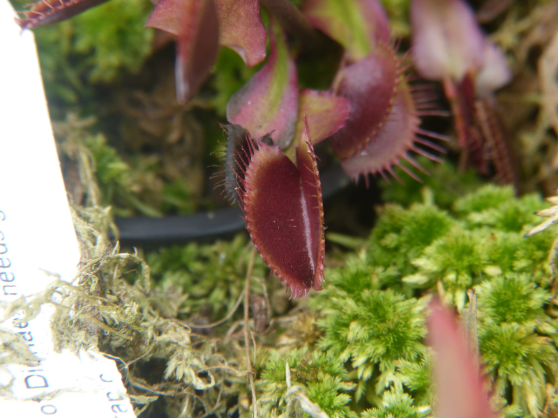 Dionaea muscipula 2018.JPG