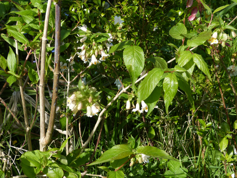 Dipelta yunnanensis.JPG