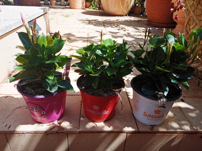 Dipladenas1 7 Apr 22.jpg