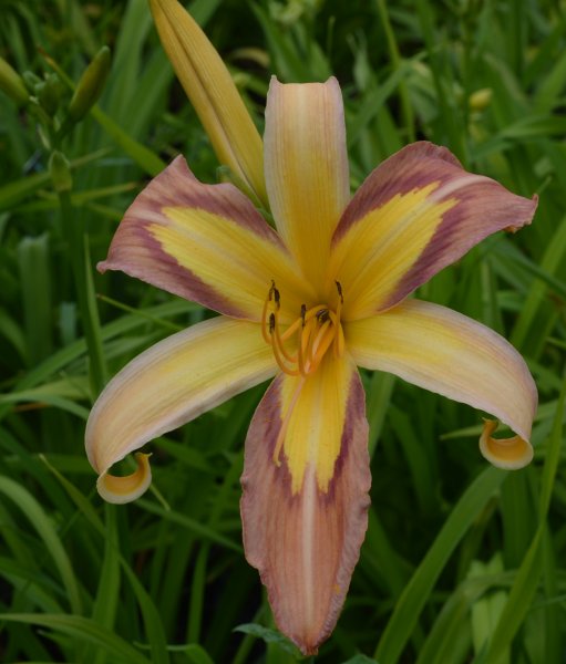 Discarded Beauty.JPG