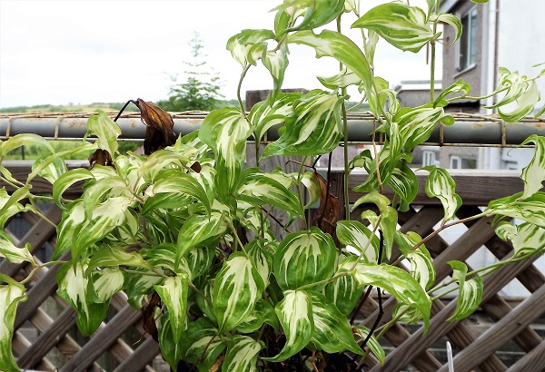 Disporum cantoniense.jpg