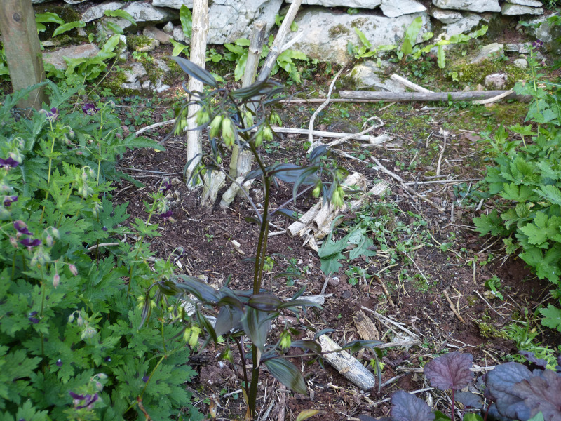Disporum longistylum Night Heron.JPG