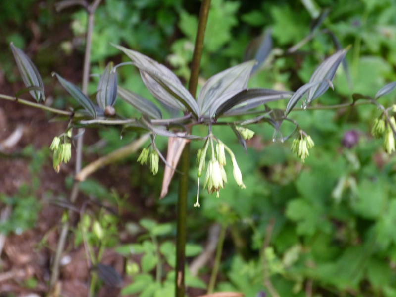 Disporum longistylum Night Heron.JPG