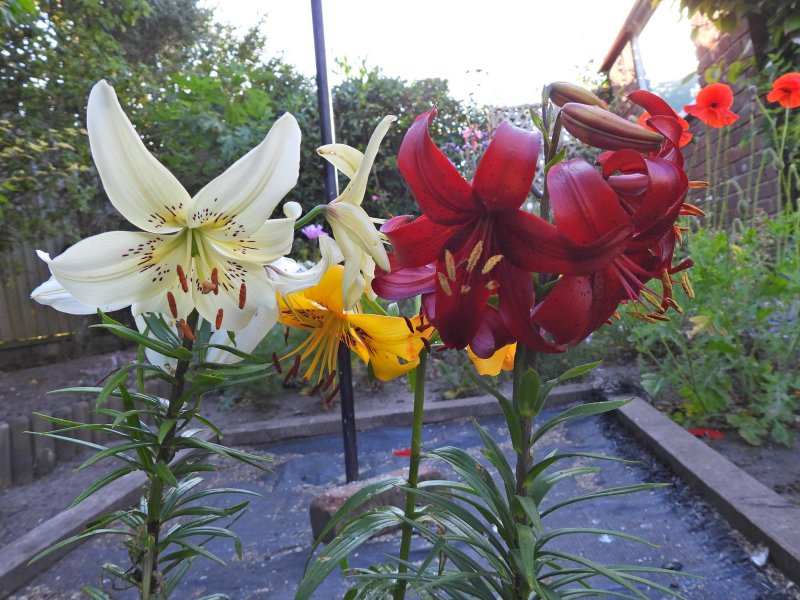DLillies.JPG