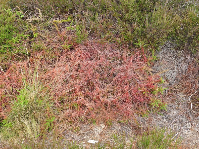 Dodder.JPG