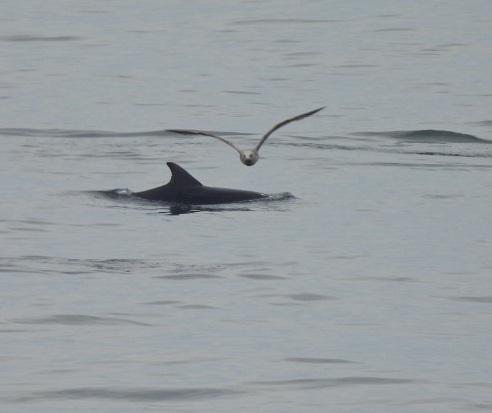 Dolphins - Peveril Point (8).JPG