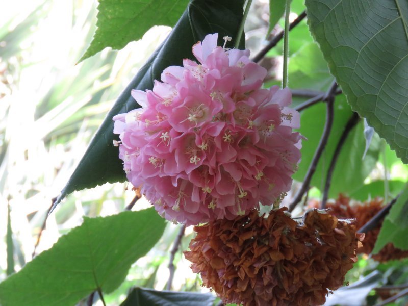 Dombeya cayeuxii.JPG