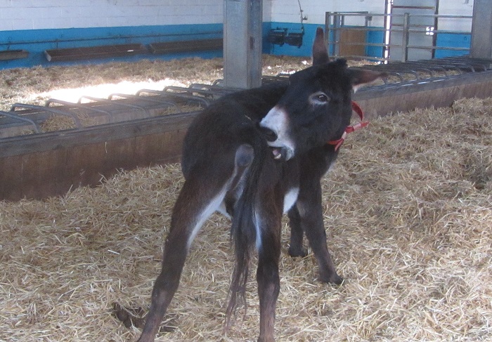 donkey ass biter.jpg