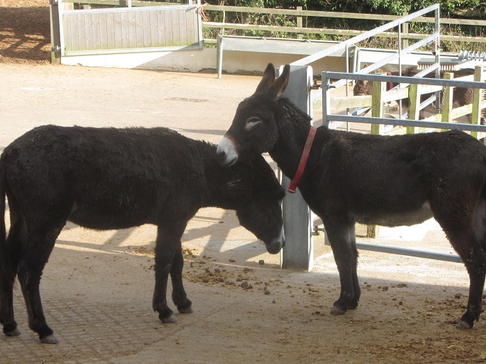 donkey friendly.jpg