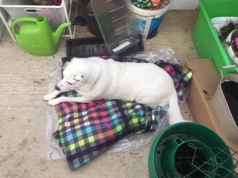 Dotty Greenhouse.jpg