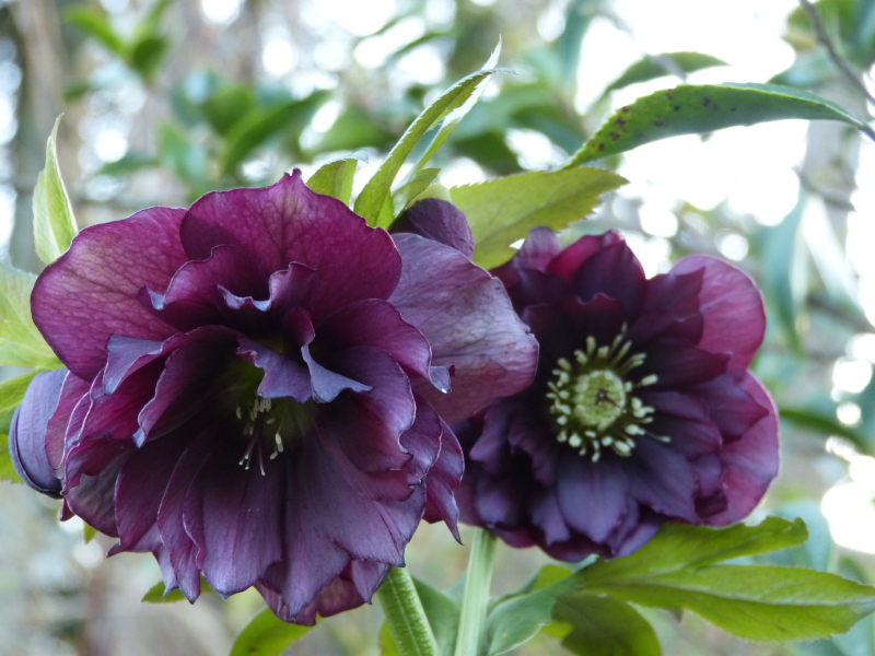 Double Dark Hellebore.JPG